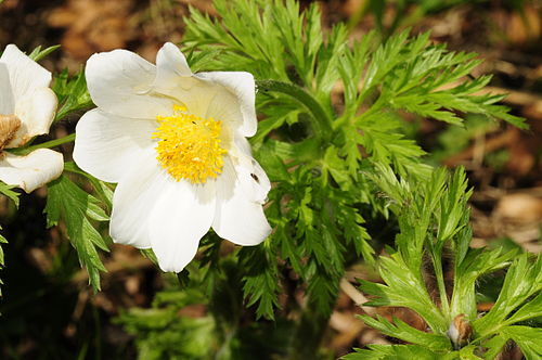 Pulsatilla alpina